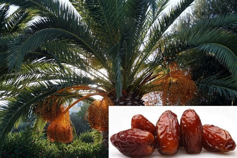 dates palm tree philippines|Date Palm Cultivation: Basic Guide for Beginners .